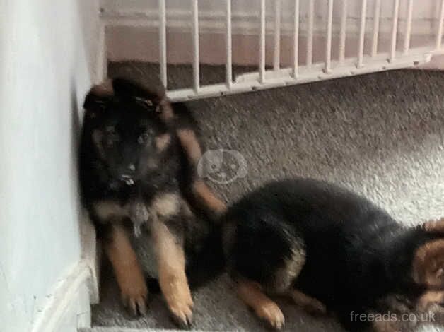 German Shepherd Puppies for sale in Greater Manchester