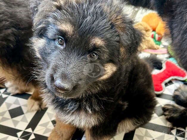 1 remaining female German Shepherd Puppy for sale in Plymouth, Devon