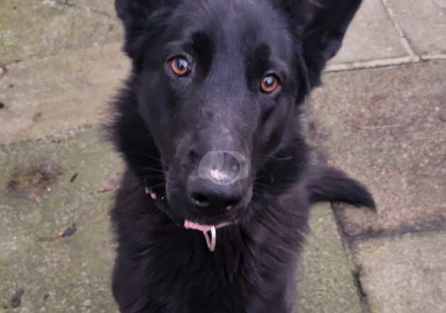 1 year old black female German shepherd for sale in Wigton, Cumbria