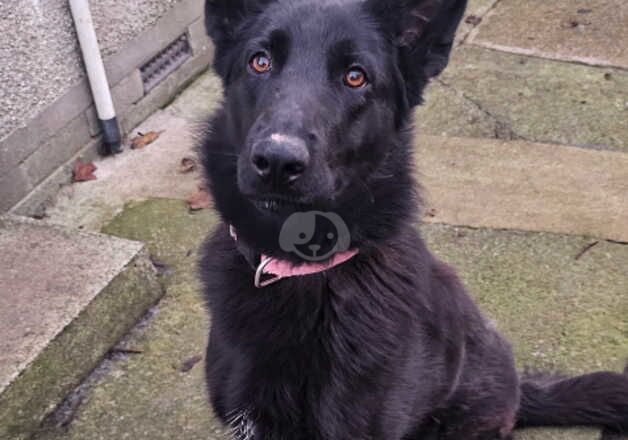 1 year old black female German shepherd for sale in Wigton, Cumbria - Image 2