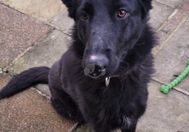 1 year old black female German shepherd for sale in Wigton, Cumbria - Image 3