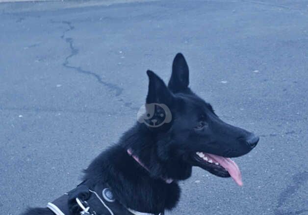 1 year old black female German shepherd for sale in Wigton, Cumbria - Image 4