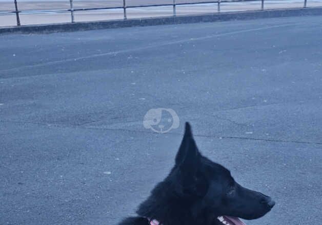 1 year old black female German shepherd for sale in Wigton, Cumbria - Image 5