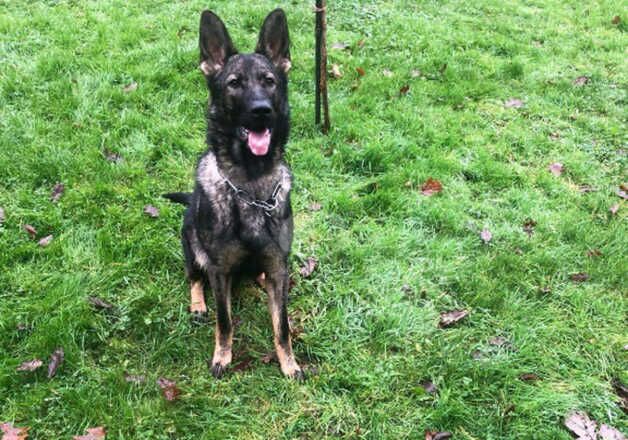 1 year old German shepherd female for sale in Pontypool/Pont-y-pwl, Torfaen