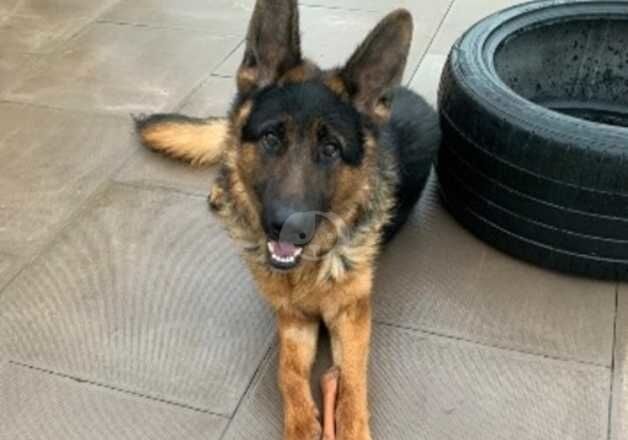 1 year old GSD male mid coated for sale in Wolverhampton, West Midlands