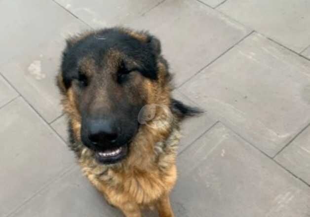 German Shepherds for sale in Wolverhampton, West Midlands