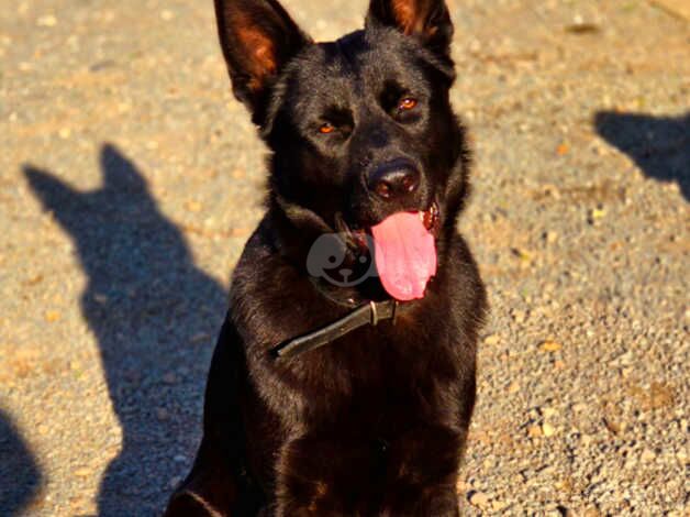 1 year old male pure black german-shepherd for sale in Hereford, Herefordshire - Image 1