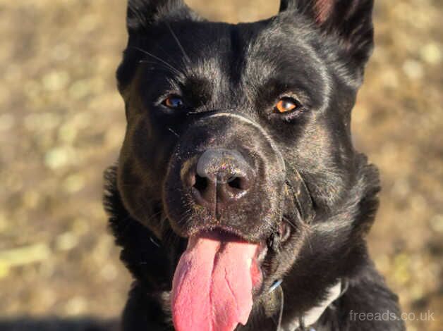 1 year old male pure black german-shepherd for sale in Hereford, Herefordshire - Image 3