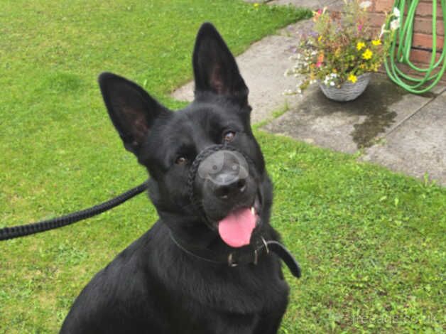 1 year old male pure black german-shepherd for sale in Hereford, Herefordshire - Image 4