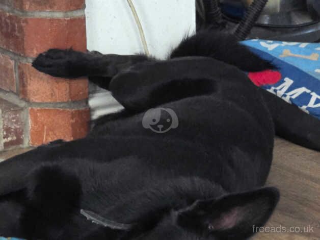 1 year old male pure black german-shepherd for sale in Hereford, Herefordshire - Image 5