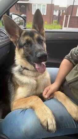 1 yr old German shepherd needing new home for sale in Stockport, Greater Manchester - Image 2