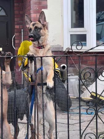 1 yr old German shepherd needing new home for sale in Stockport, Greater Manchester - Image 3