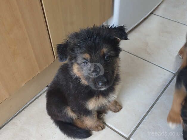 10 German shepherd puppies for sale in Rugby, Warwickshire - Image 1