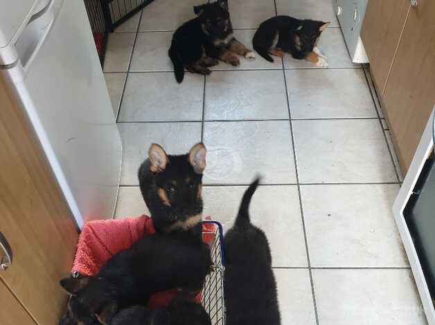 German Shepherd Puppies for sale in Warwickshire