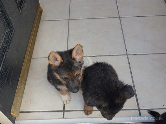 10 German shepherd puppies for sale in Rugby, Warwickshire - Image 4