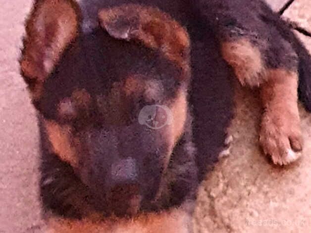 10 german shepherd puppies for sale in Rugby, Warwickshire