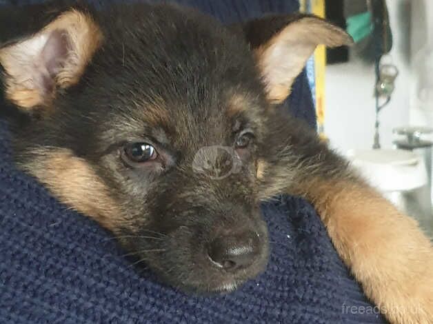 German Shepherd Puppies for sale in Warwickshire