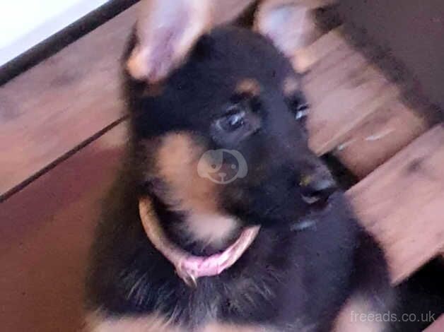 German Shepherd Puppies for sale