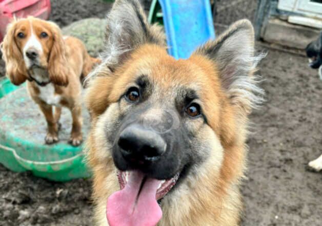 10 month German Shepherd puppy for sale in Birmingham, West Midlands