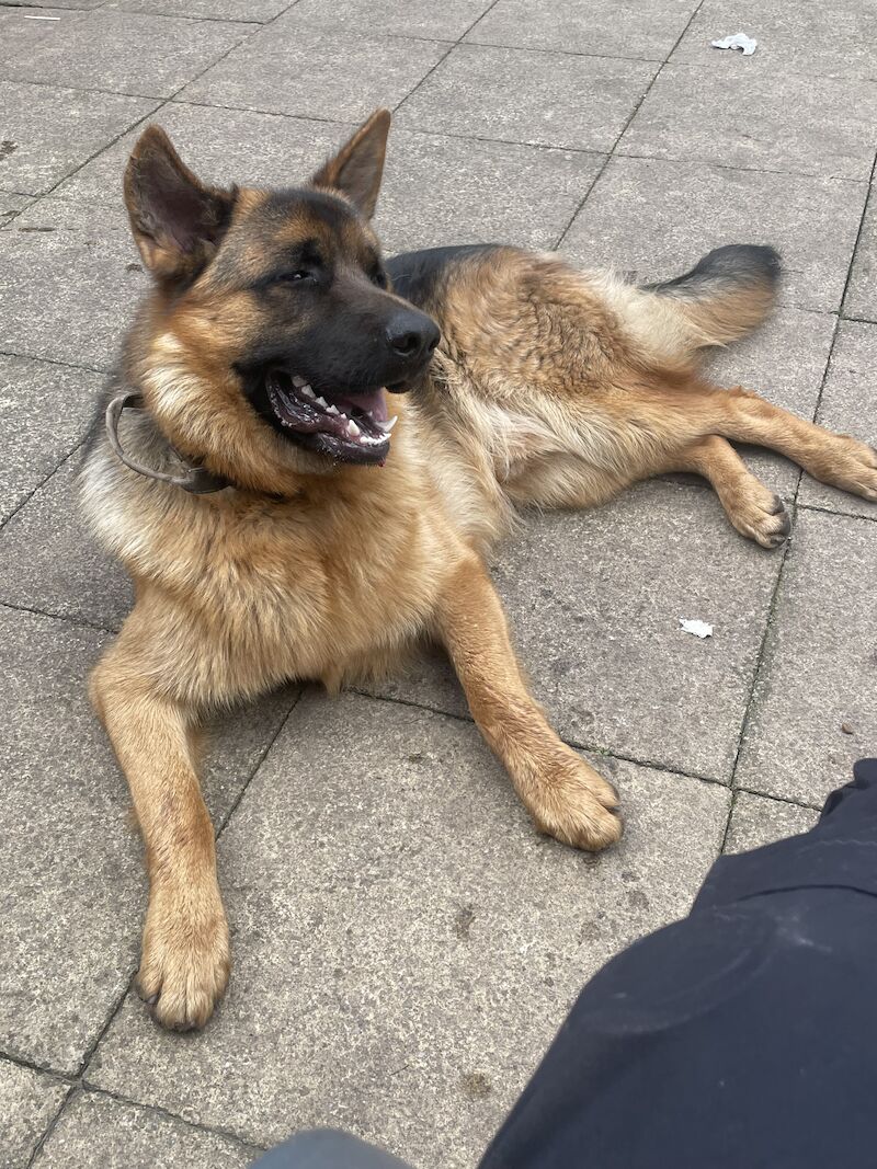 10 month male GSD full pedigree for sale in Birmingham, West Midlands