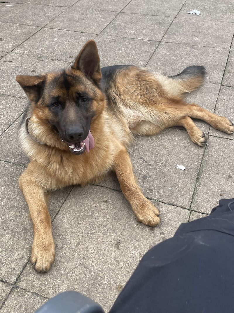 10 month male GSD full pedigree for sale in Birmingham, West Midlands - Image 2