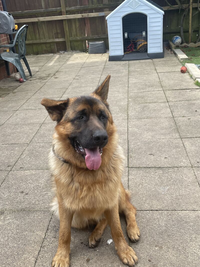 10 month male GSD full pedigree for sale in Birmingham, West Midlands - Image 3