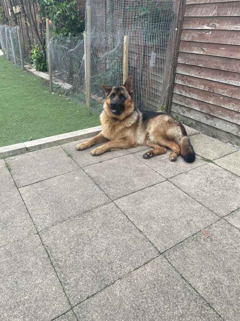 10 month male GSD full pedigree for sale in Birmingham, West Midlands - Image 4