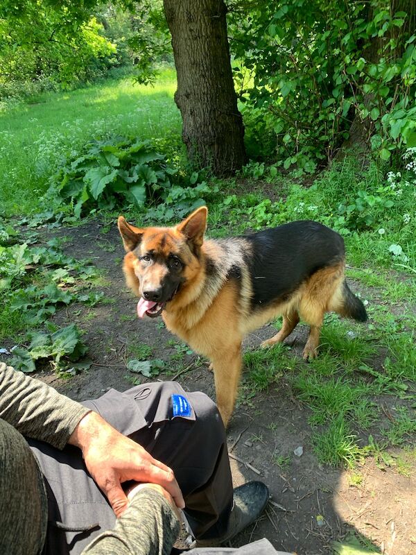 10 month male GSD full pedigree for sale in Birmingham, West Midlands - Image 5