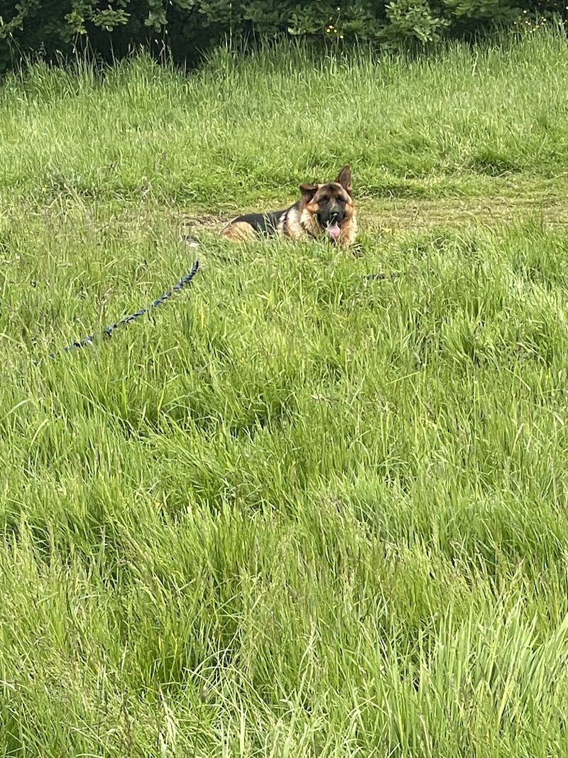 10 month male GSD full pedigree for sale in Birmingham, West Midlands - Image 6