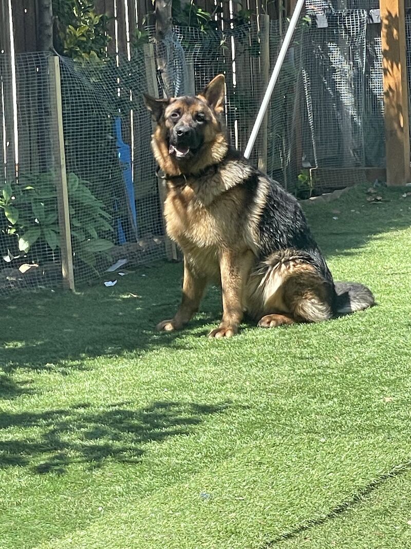 10 month male GSD full pedigree for sale in Birmingham, West Midlands - Image 7