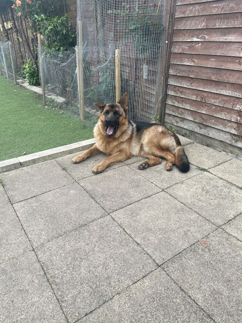 10 month male GSD full pedigree for sale in Birmingham, West Midlands - Image 8