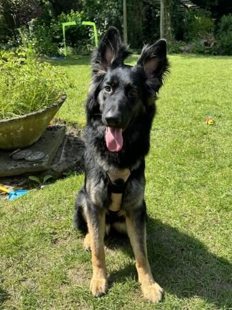 10 month old German Shepherd for sale in Canterbury, Kent - Image 1