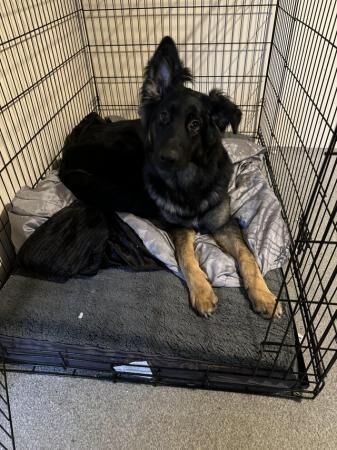 10 month old German Shepherd for sale in Canterbury, Kent - Image 3