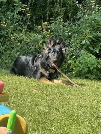 10 month old German Shepherd for sale in Canterbury, Kent - Image 4