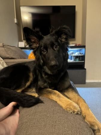 10 month old German Shepherd for sale in Canterbury, Kent - Image 5