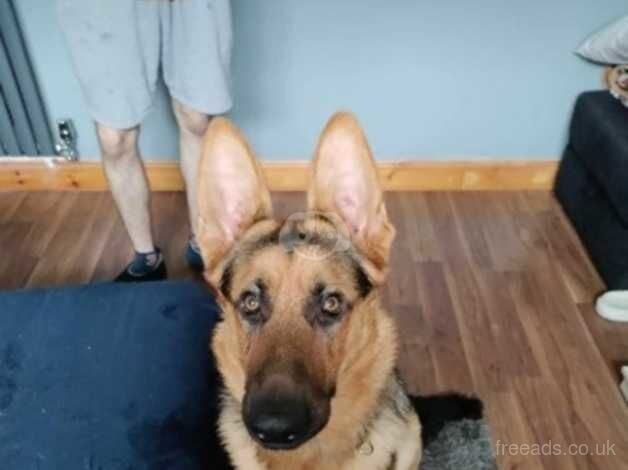 10 month old German shepherd for sale in Bridlington, East Riding of Yorkshire