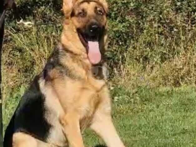 10 month old German shepherd for sale in Bridlington, East Riding of Yorkshire - Image 2