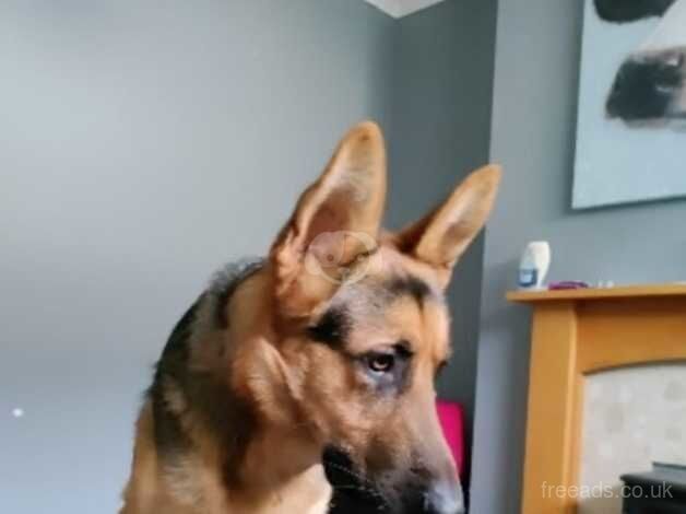 10 month old German shepherd for sale in Bridlington, East Riding of Yorkshire - Image 3