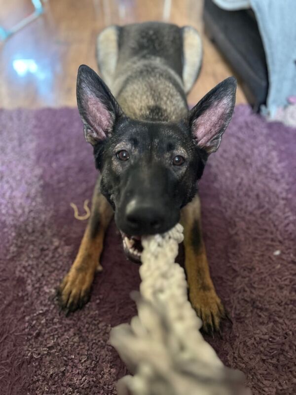 10 month old male german shepherd cross Mali for sale in Croydon, Greater London