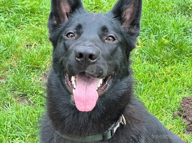 10 months old czesh shephard girl for sale in Farnham, North Yorkshire - Image 1