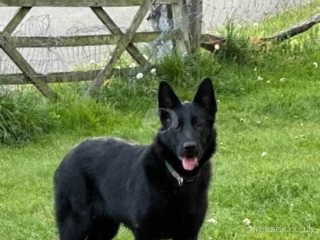 10 months old czesh shephard girl for sale in Farnham, North Yorkshire - Image 4