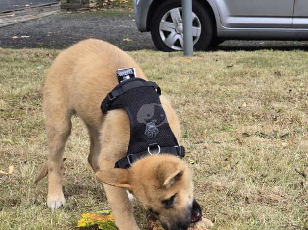 10 week old female german shepard for sale in Harrogate, North Yorkshire