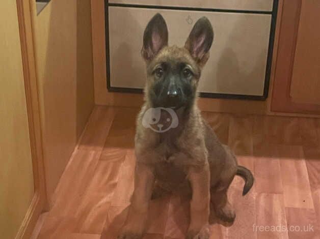 10 week old female German shepherd for sale in Swansea/Abertawe, Swansea