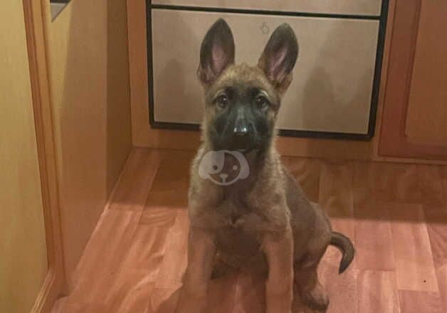 10 week old female German shepherd Sadie her name is with her own collar and name on collar for sale in Swansea/Abertawe, Swansea