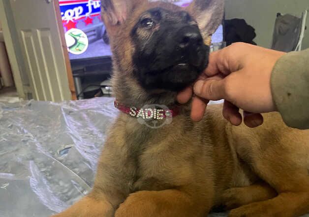 10 week old female German shepherd Sadie her name is with her own collar and name on collar for sale in Swansea/Abertawe, Swansea - Image 2