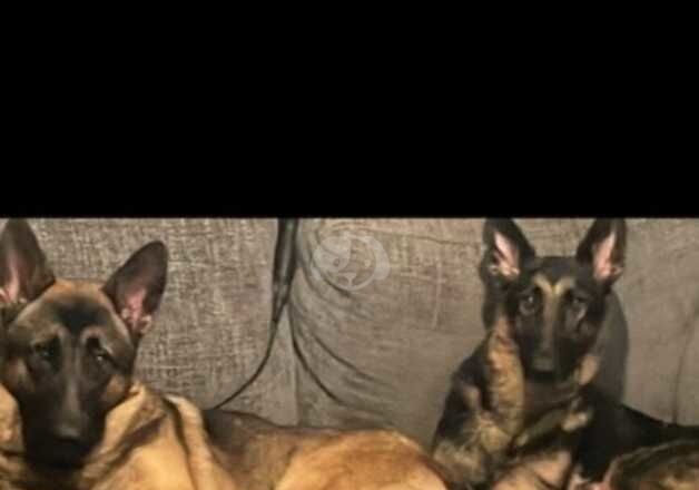 German Shepherd Puppies for sale in Swansea