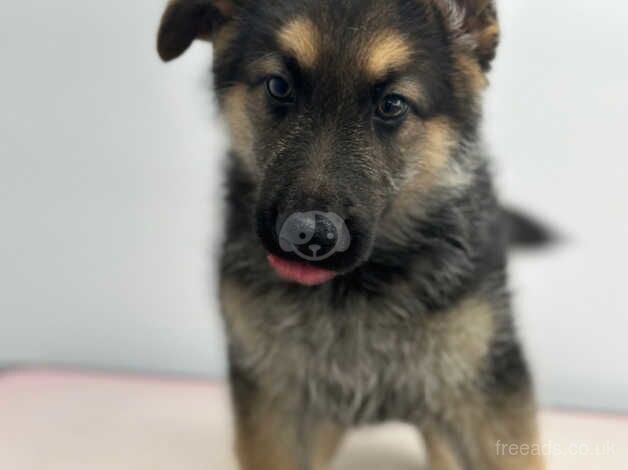 10 week old German shepherd for sale in Witham, Essex