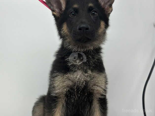 10 week old German shepherd for sale in Witham, Essex - Image 2