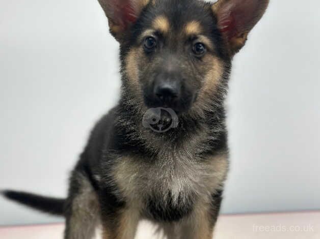 German Shepherd Puppies for sale in Essex