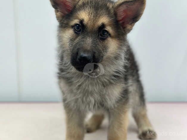 German Shepherd Puppies for sale